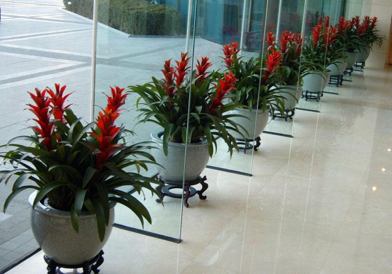 影響綠色植物租賃價(jià)格的因素