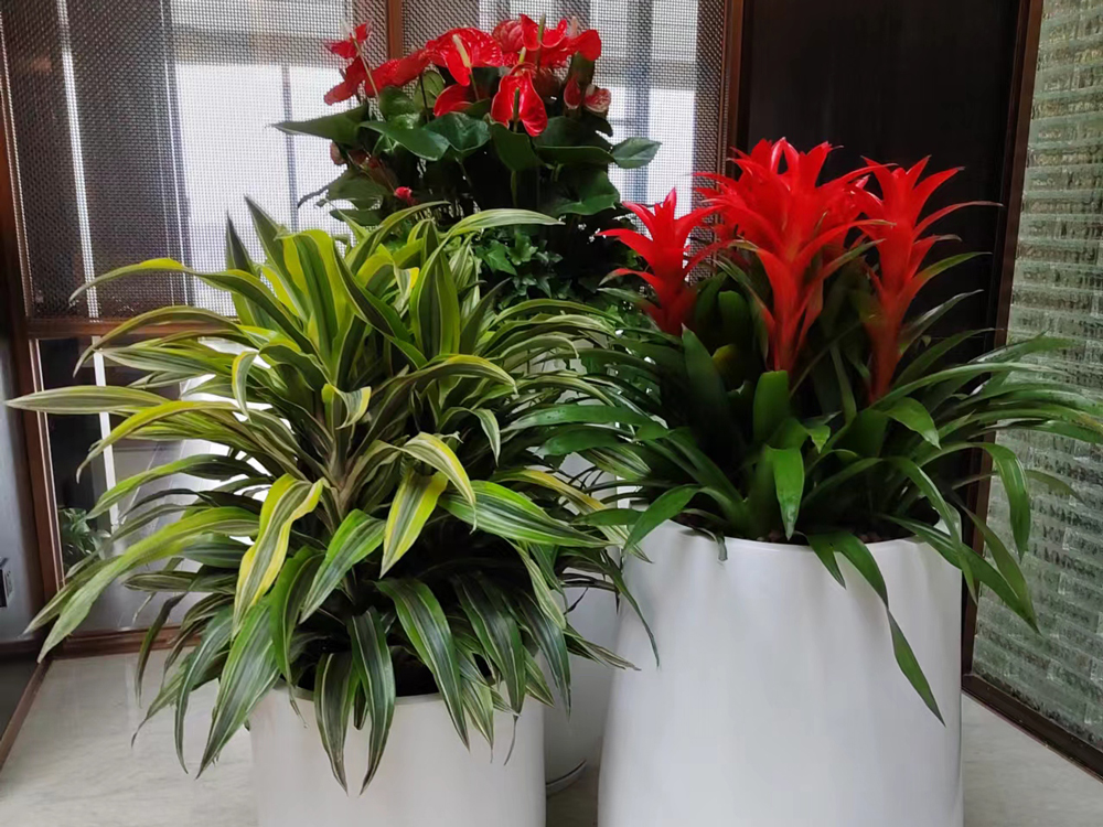 1658485473429393.jpg 5苗木花木29.jpg