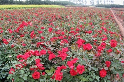 1658561176212814.jpg 四季玫瑰.jpg