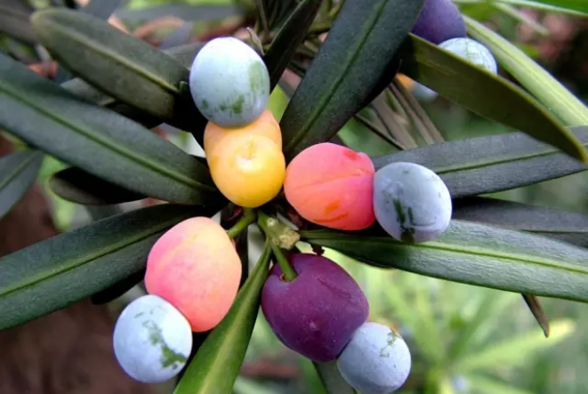 1675937153110225.png 羅漢松1.png