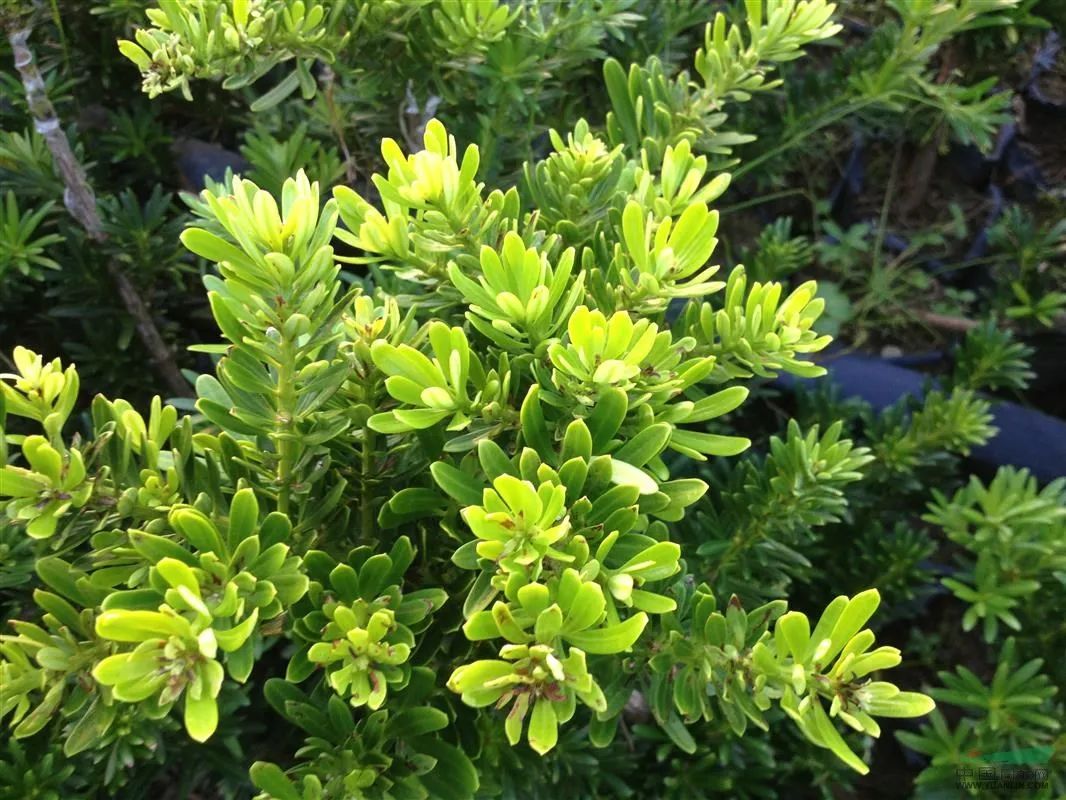 1675937162333124.jpg 羅漢松2.jpg