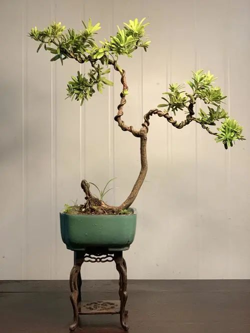 金鉆羅漢松 金鉆羅漢松