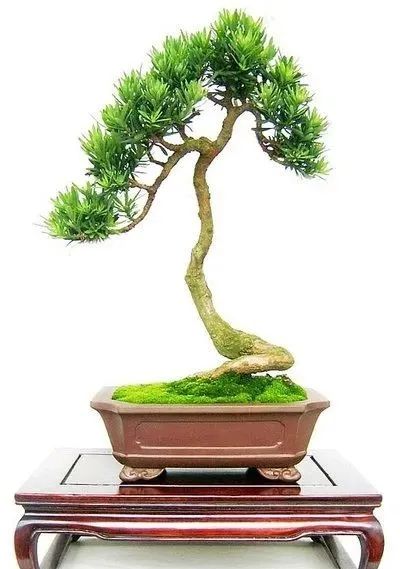 1675937218130756.jpg 雀舌羅漢松.jpg