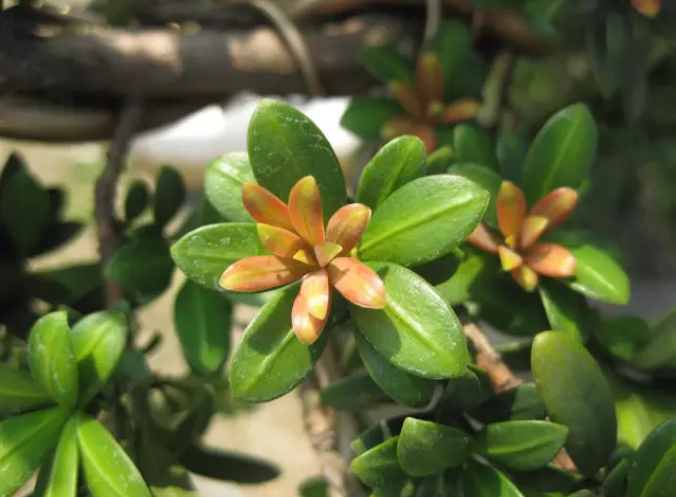 1675937271142807.png 珍珠羅漢松.png