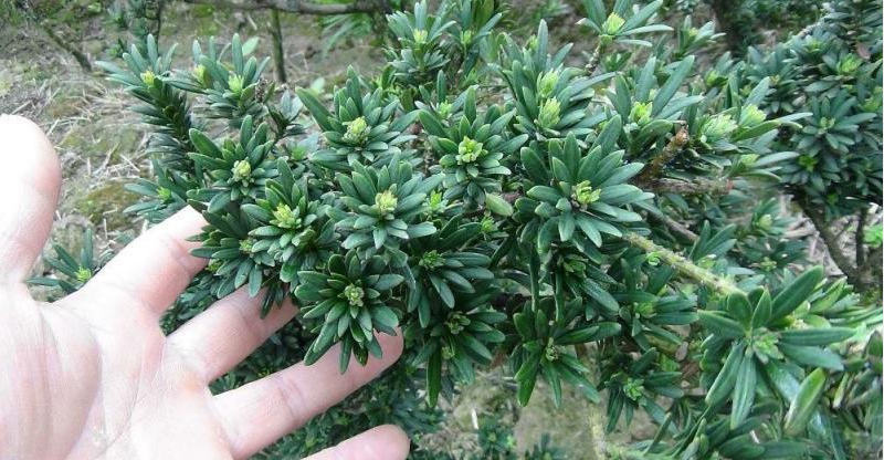 1675937293141932.png 米葉羅漢松.png