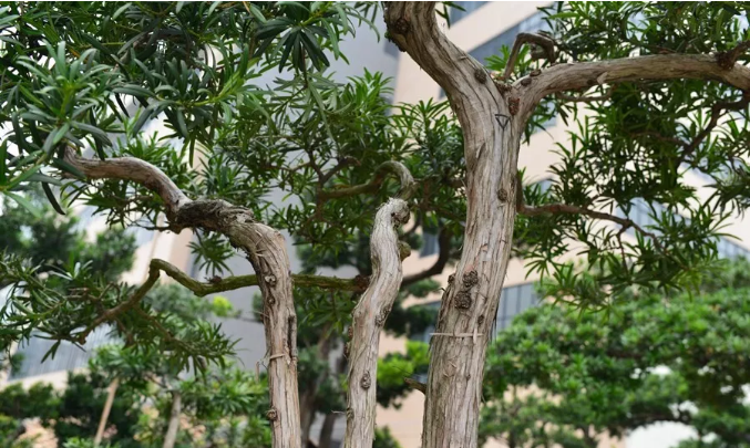 海島羅漢松 海島羅漢松