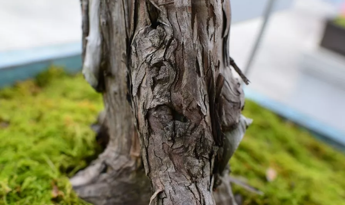 海島羅漢松 海島羅漢松