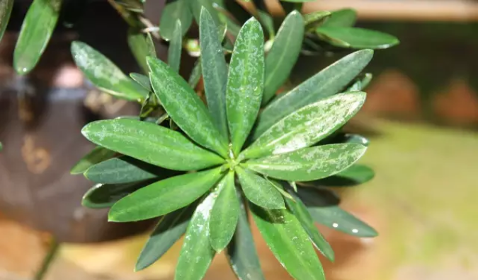 1675937373144962.png 云南羅漢松.png