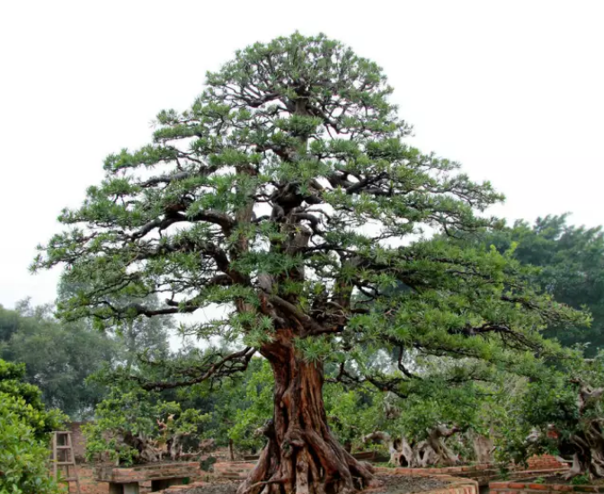 日本羅漢松 日本羅漢松