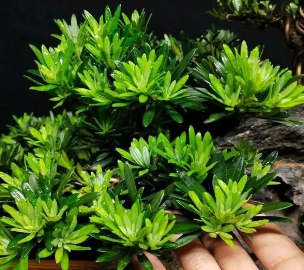 “家有羅漢松，一世不受窮”，“最值錢”的八大羅漢松盆景，養(yǎng)一盆福氣延綿！