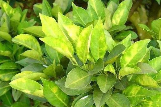 園藝常見(jiàn)問(wèn)題及解答